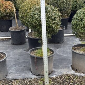 38 - 41  Inch Tall Live Boxwood Ball in Stem | TOPIARYTREE.NET