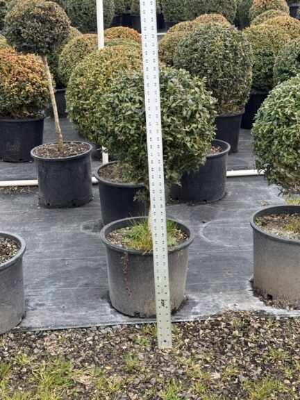 A live boxwood ball raised on a stem, 38 to 41 inches tall.
