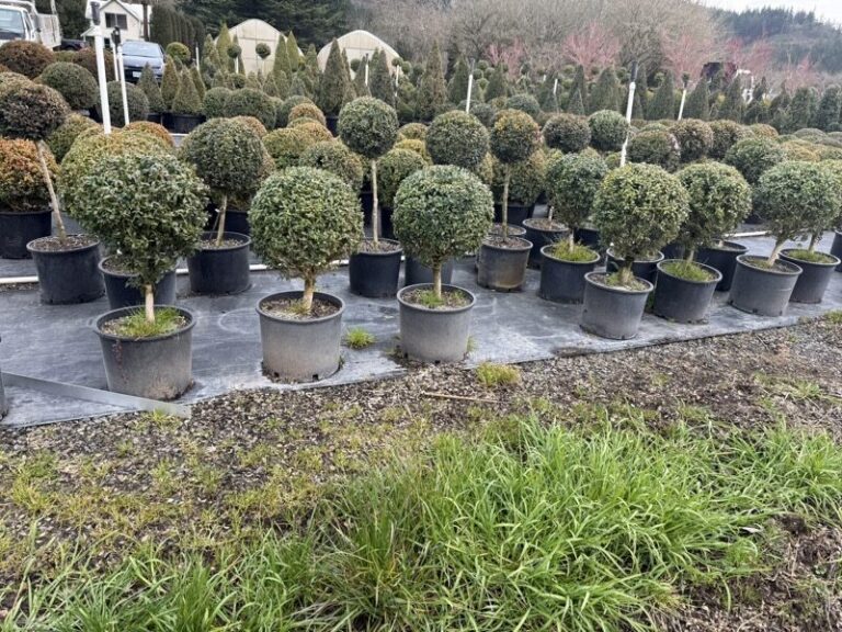 A live boxwood ball raised on a stem, 38 to 41 inches tall.