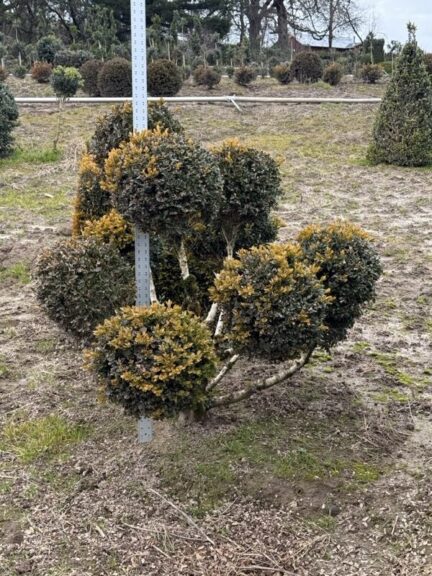 Live boxwood pom-pom topiary, showing the tiered spheres and exposed trunk from another angle.