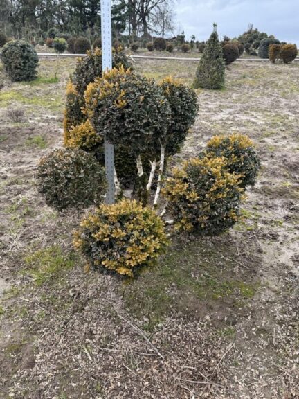 Live boxwood pom-pom topiary with multiple rounded spheres shaped along an exposed trunk.