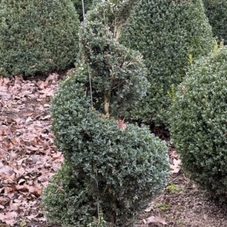 38 - 42 Inch Tall Live Boxwood Spiral (Exposed Foliage + 24 Inch Root Ball) | TOPIARYTREE.NET