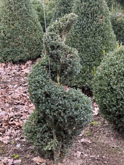 Live boxwood spiral topiary with exposed trunk and root ball