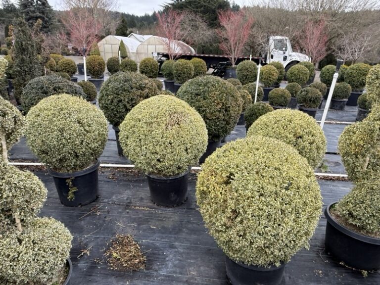 Live variegated boxwood ball topiary, trained into a rounded sphere shape.