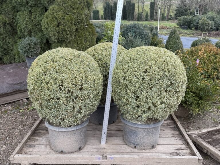 Live variegated boxwood ball topiary with green and cream foliage.