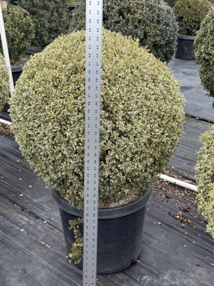 Live variegated boxwood ball topiary, 41-43 inches tall, spherical form.