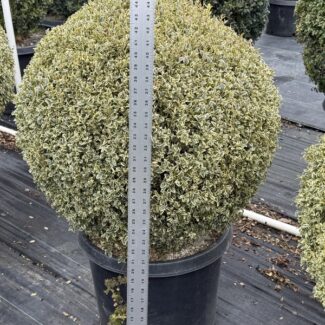 41 - 43 Inches Tall Live Variegated Boxwood Ball | TOPIARYTREE.NET