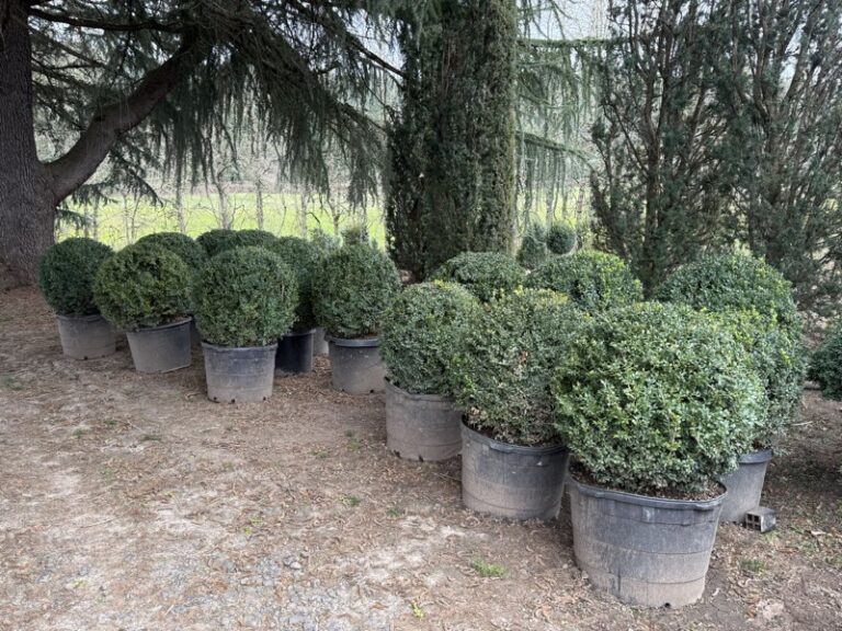 Live Wintergem boxwood shaped into a round ball, another angle