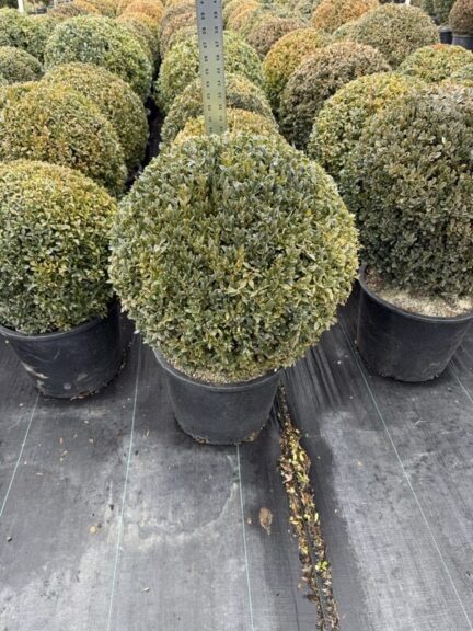 Live Wintergem boxwood shaped into a round ball, another angle
