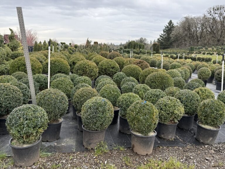 Live Wintergem boxwood shaped into a round ball, another angle