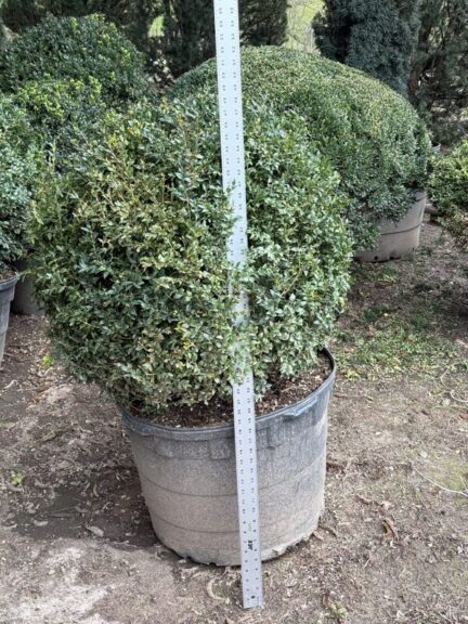 Live Wintergem boxwood shaped into a round ball, another angle