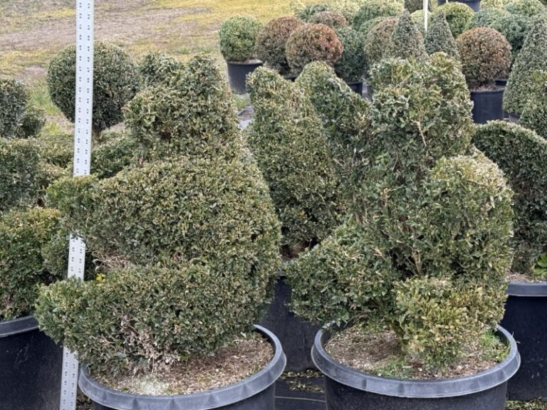 Live boxwood sitting bear topiary, evergreen foliage