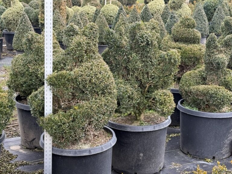 Live boxwood sitting bear topiary, evergreen foliage