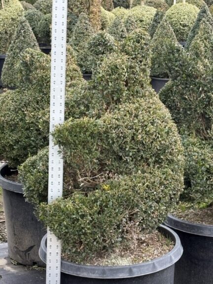 Live boxwood topiary shaped into a sitting bear, evergreen foliage