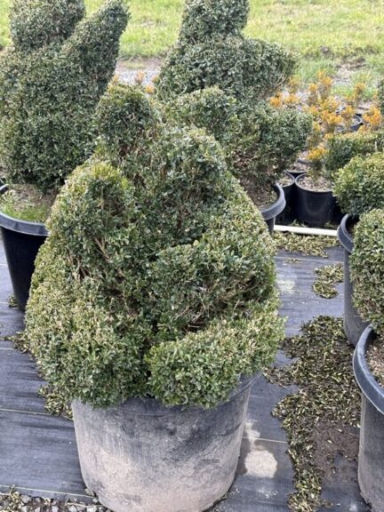 Live boxwood topiary trimmed into a sitting bear shape, evergreen foliage