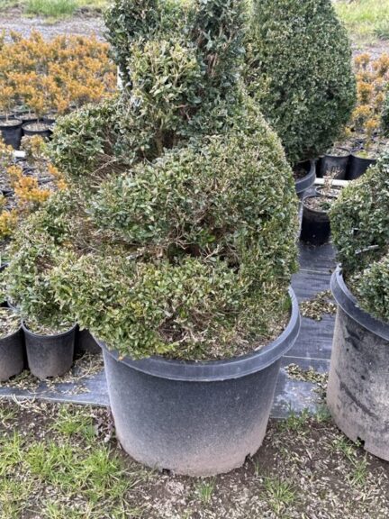 Live boxwood sitting bear topiary shaped from evergreen foliage