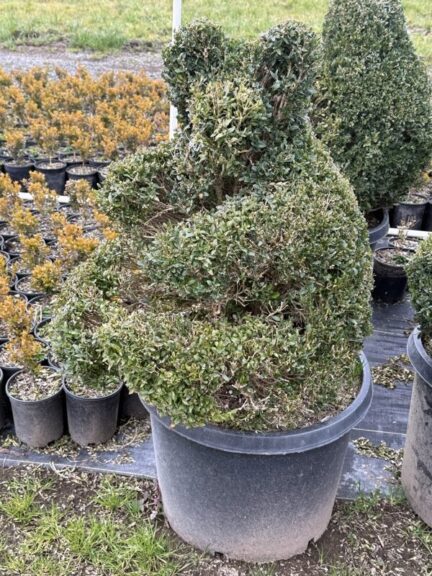 Live boxwood sitting bear topiary, dense green evergreen foliage