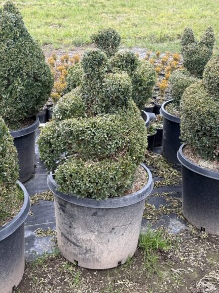 Live boxwood sitting bear topiary showing the 24-inch root ball at its base
