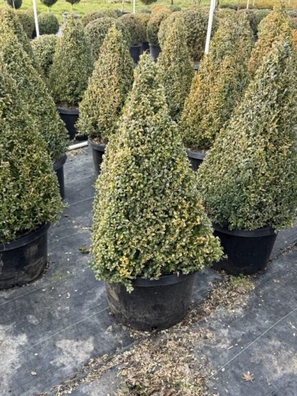 Live boxwood cone topiary in an upright tapered form.