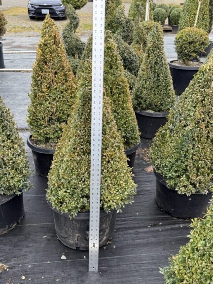 Live boxwood cone topiary shown against a plain background.