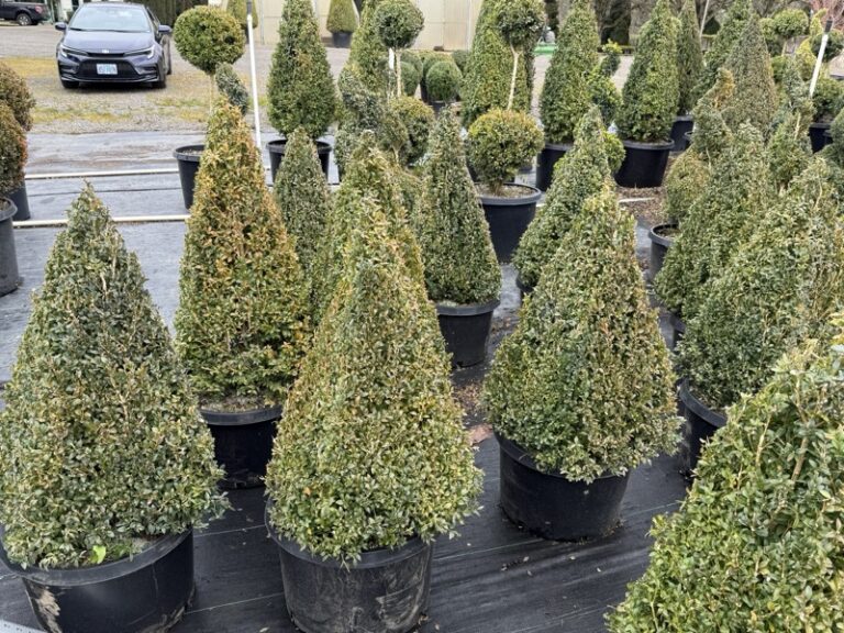 Live boxwood cone topiary, full view of the plant.