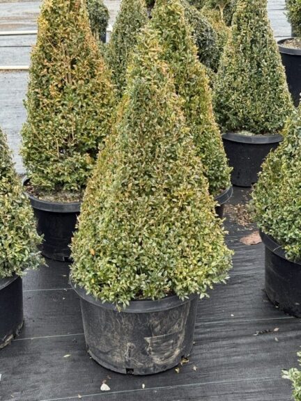 Live boxwood cone topiary with dense evergreen foliage.