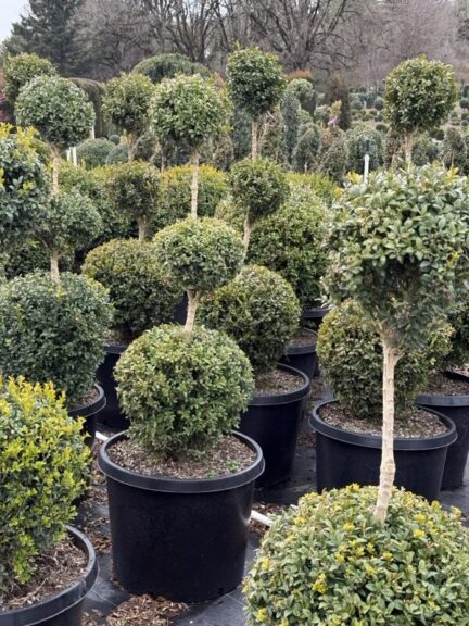 Tiered triple ball boxwood topiaries in black nursery pots, rows of clipped plants standing behind