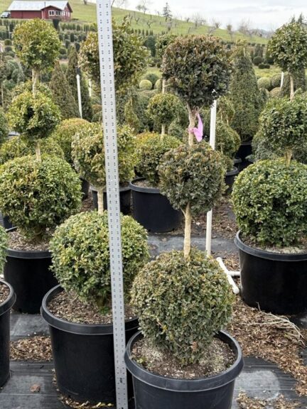 Triple ball topiary beside a tape measure run to its full height, nursery rows and a red barn behind