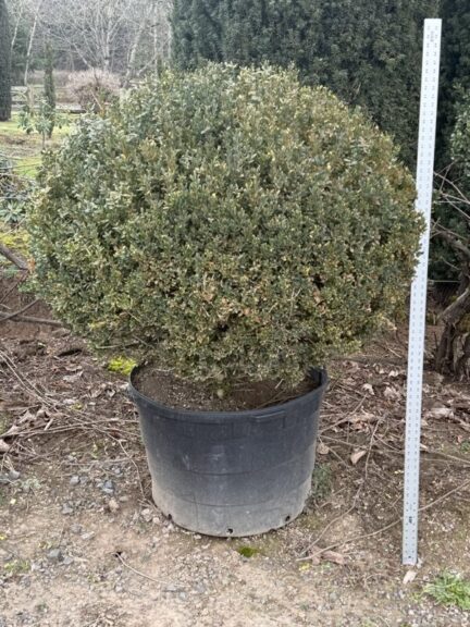 Live boxwood ball topiary, shaped into a dense evergreen sphere