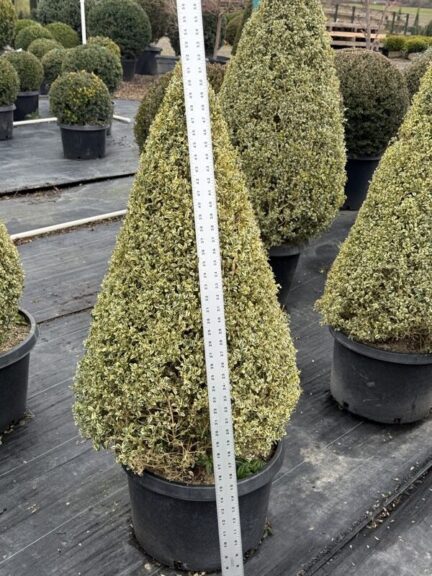 Live variegated boxwood cone topiary photographed for this listing