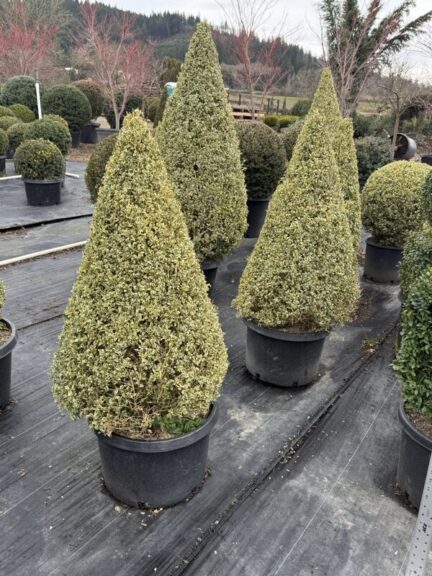 Live variegated boxwood cone topiary, additional view