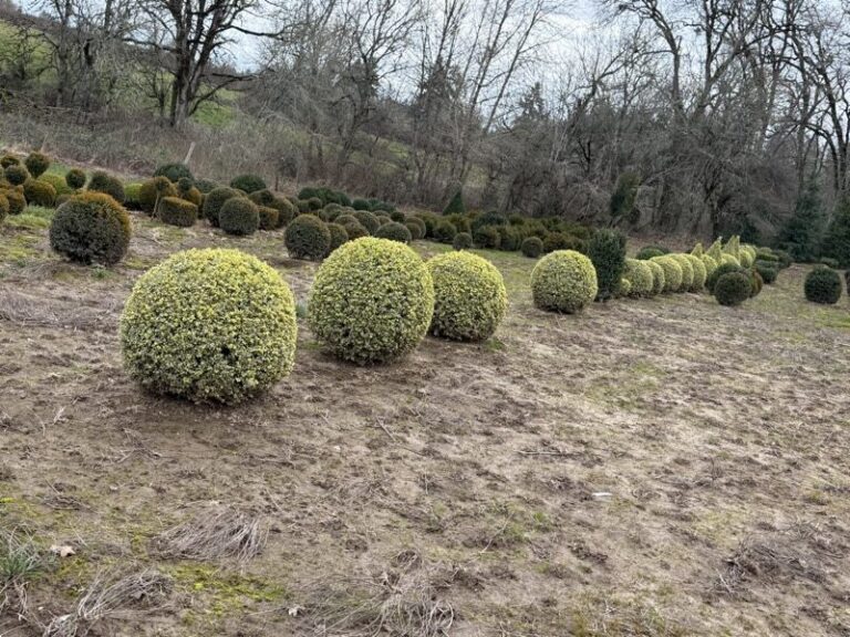 Live variegated boxwood ball topiary, rotated view showing the exposed trunk and root ball.
