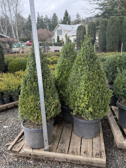 Live boxwood cone topiary, dense evergreen foliage