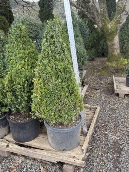 Live boxwood topiary shaped into a tall, tapered cone, 53-55 inches tall