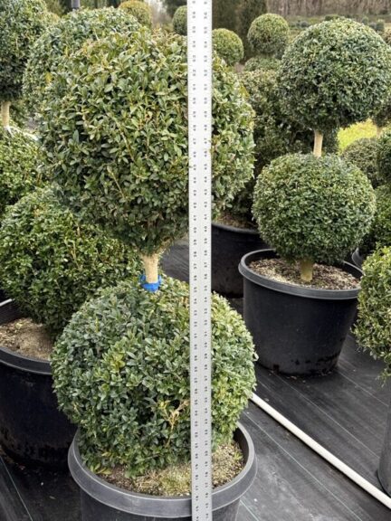 Live boxwood topiary trimmed into two stacked balls on a single stem