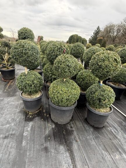 Live boxwood topiary trimmed into two stacked balls on a single stem