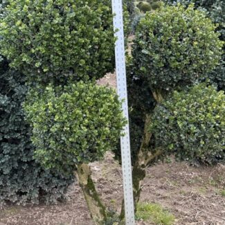 55 - 58 Inch Tall Live Boxwood Pom Pom (Exposed Foliage + 24 Inch Root Ball) | TOPIARYTREE.NET