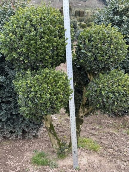 Live boxwood pom-pom topiary with rounded, tiered foliage