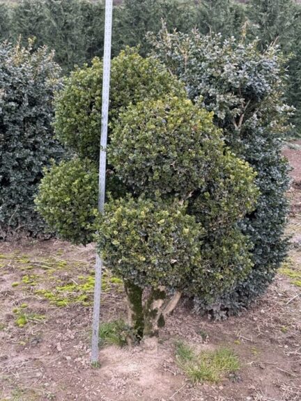 Live boxwood pom pom topiary with rounded spheres along an exposed trunk