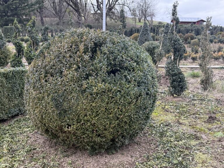 Live boxwood ball topiary, alternate view showing root ball