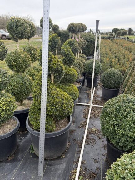 Live boxwood spiral topiary showing the tapered, twisting form