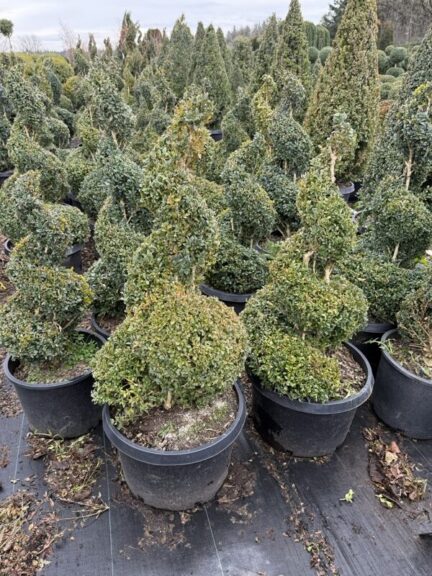 Live boxwood spiral topiary with thick evergreen foliage, photographed upright