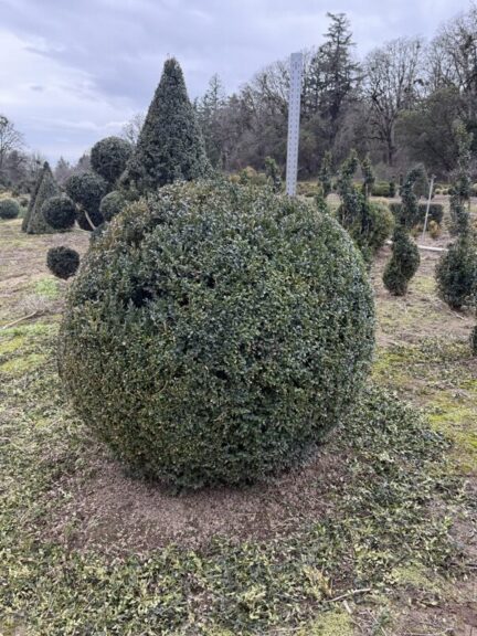Live boxwood ball topiary with exposed lower foliage