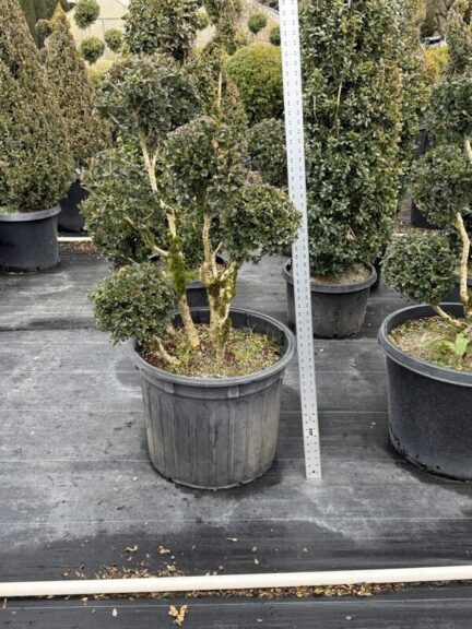 Live boxwood pom pom topiary