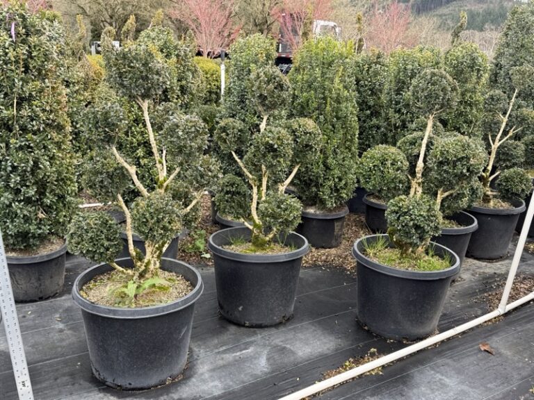 Live boxwood pom pom topiary shown from a different angle.