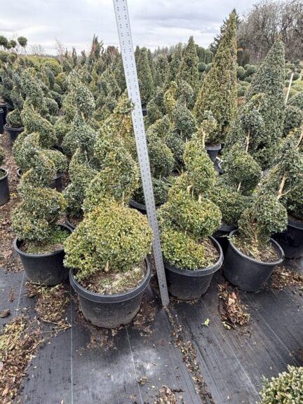 Live boxwood spiral topiary, 58 to 61 inches tall, in a nursery pot.