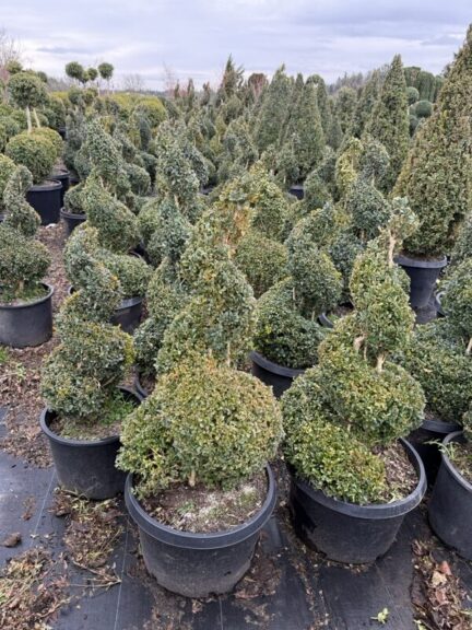 Live boxwood spiral topiary, 58 to 61 inches tall, in a nursery pot.
