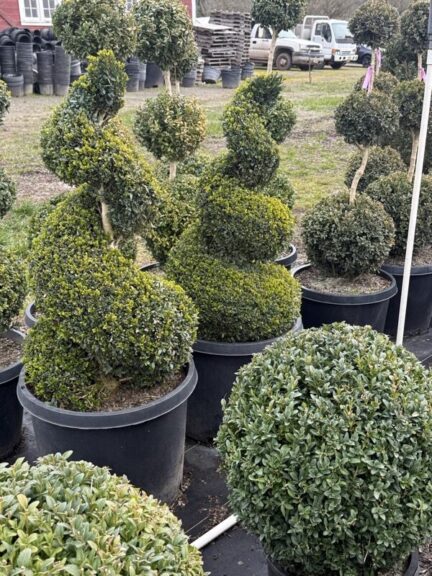 Live boxwood spiral topiary, 58 to 61 inches tall, in a nursery pot.