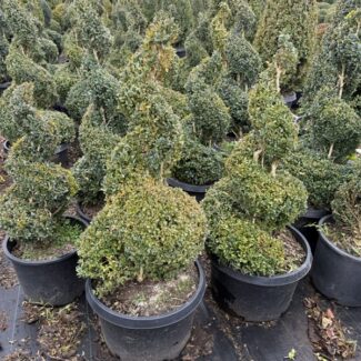 38 - 42 Inch Tall Live Boxwood Spiral (Exposed Foliage + 24 Inch Root Ball) | TOPIARYTREE.NET