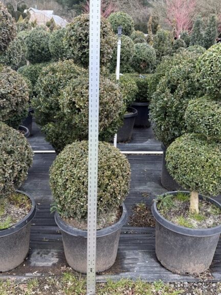 Live boxwood triple ball topiary shown from a different angle